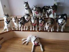 -Husky Go! 哈士奇体验馆·宠物咖啡厅狗咖