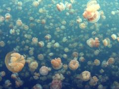 -暹罗海洋世界