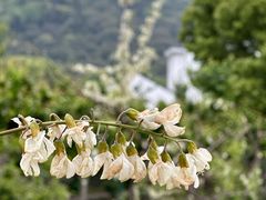 -树山生态村