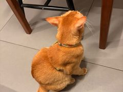 -Again Coffee Roaster(香蜜湖店)