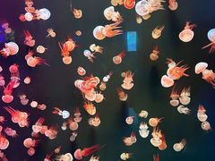 -石家庄极地海洋世界