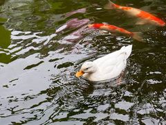 -顺德渔村·岭南一号