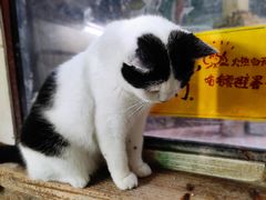 -猫咪博物馆(顶澳仔猫街店)