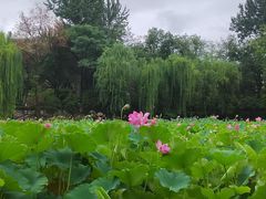 -莲湖公园