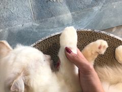 -瞄一喵猫咖(格力海岸店)