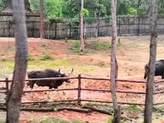 -清迈夜间动物园