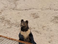 -青藏高原野生动物园