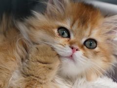 -翊宠yipet猫狗购宠庄园犬舍•猫舍