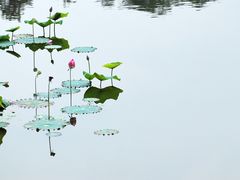 -福建鲤鱼洲酒店