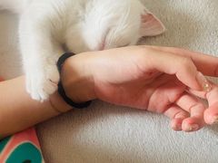 -翊宠yipet猫狗购宠庄园犬舍•猫舍