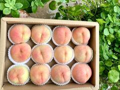 -老袁家蜜桃农场·阳山水蜜桃