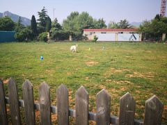 -趣玩宠物乐园寄养训犬训狗游泳池
