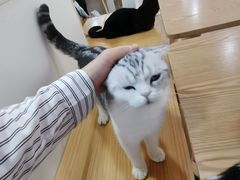 -李小姐の猫咖啡馆(五角场店)
