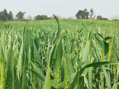 -三圣花乡旅游区