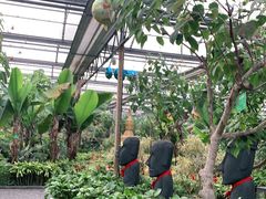 -南宫五洲植物乐园