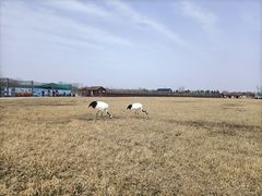 -盐城丹顶鹤湿地生态旅游区