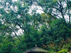 -南山植物园