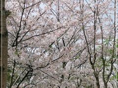 -高东镇樱花园
