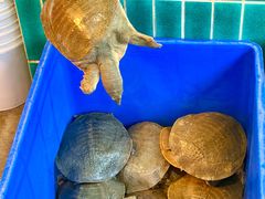 -大圣甲(汉口店)