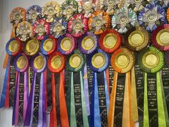 -青奢宠物·青奢猫舍