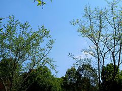 -秀丽东方