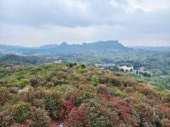 -贵州百里杜鹃风景名胜区