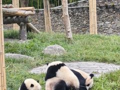 -卧龙中华大熊猫苑神树坪基地