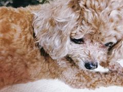 -北京赛佳动物医院