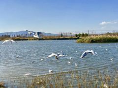 -呈贡滇池生态湿地公园