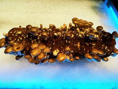 活体菇-V-ONE西雅图海鲜自助餐厅(仓山万达广场店)