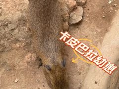 -灵玲国际马戏城