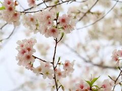 -天适樱花悠乐园