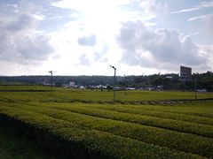 -雪绿茶博物馆