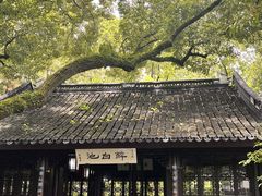 -上海醉白池公园