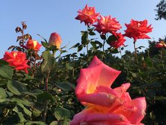 -人民公园(罗湖区)