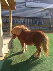 -萌宠亲子动物乐园(槐房万达店)