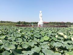 -荷塘月色湿地公园·向阳花洲