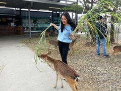 -鹿境梅花鹿生态园区