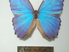 -上海昆虫博物馆