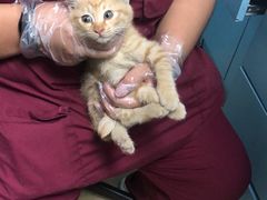 -瑞派·关忠动物医院·猫专科·犬专科(三环新城店)
