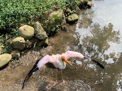 -吉隆坡雀鸟公园