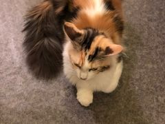 -猫色咖啡·猫咖