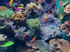 -新加坡海洋生态馆