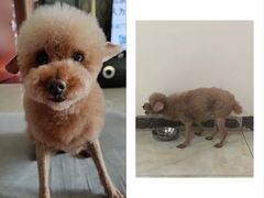-达爱动物医院·犬猫分区·CT·复杂眼科(远洋山水分院)