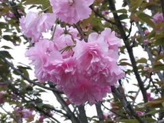 -绵阳盛世樱花悠乐谷