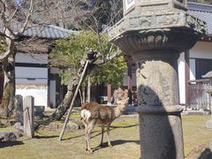-奈良公园
