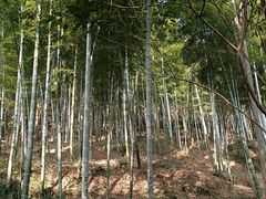 -上海佘山国家森林公园天马山园