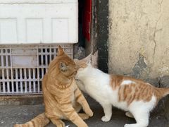 -葑门横街
