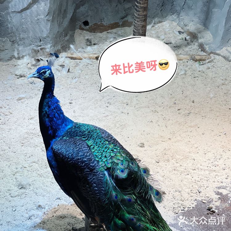 zoolung萌宠乐园[爱心]游记