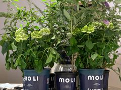 -茉里粤菜(皇姑万象汇店)